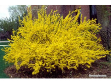 �������� ������� �������  136�