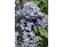 ������ ����������� 194�