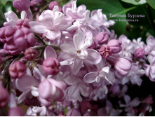 ���� �� ����� 194�