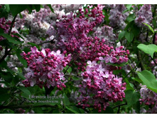 ������ ��� 194�