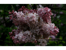 ������� 310�