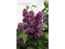 ����� ���������� 194�