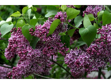 ������ �������� 194�