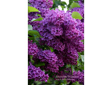 ������� 310�