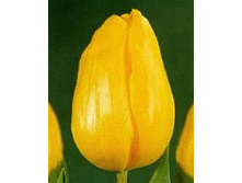 ������ ����.jpg