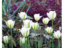 ���� ���.jpg