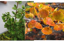 ������ ����. ������ ���� 240�