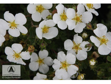 �������� ��������� 122�