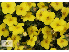 �������� ������� 122