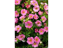 �������� ��� ���� 122�