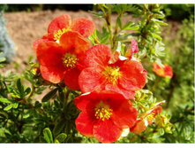 �������� ��� ��� 116�