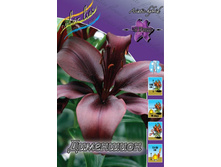 Lilium Dimention.jpg