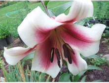 garden_pleasure 22,64�.jpg