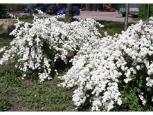 ��������� �������-237�