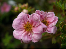 �������� ������ ���� 122�