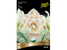 ��������� ���� 290