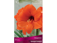 ��������� ������ ������� 245