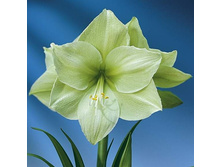 ��������� ������ 290