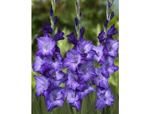 blue_mountain 6,07�.jpg