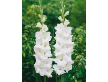 white_friendship 5,73�.jpg