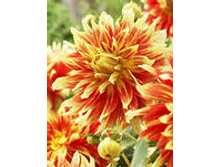 �������� ��������94,0