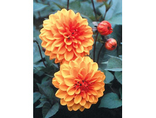 �������� ����� ������ 94,0