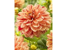 �������� ���� ���� 94,0