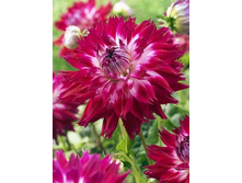 �������� ������� �� ��� 94,0