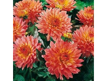 �������� ������ 80,0