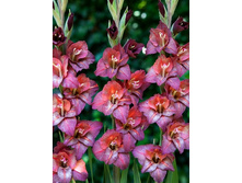 ��������� ������� 94