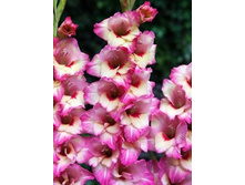 ��������� ������ 94,0