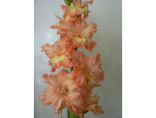 ��������� ���������� 94,0