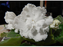 ��������� �����.JPG