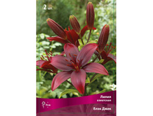 ����� ���� ����  82,0