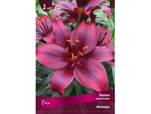 ����� ������ 86,0