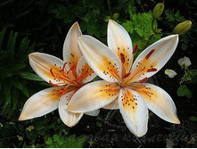 ����� ������ �������� 94,0