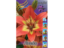 ����� ����� 86,0