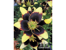 ����� ��� ���� 98,0