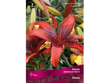 ����� ����� 98,0