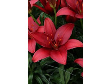 ����� ���� ������� 94,0