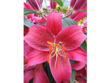 ��������� 78,0