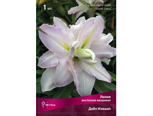 ����� ���� ������ 110