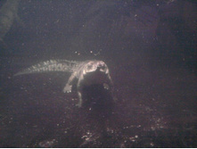 2012-08-24 17.41.31.jpg