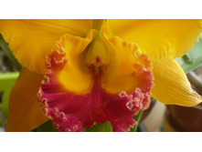 ������� Blc.Yen Golden Master Piece