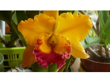 ������� Blc.Yen Golden Master Piece