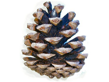 Pinus_nigra_cone.jpg