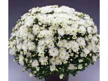 6133  Branspring.JPG