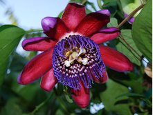 ���������� ���������.jpg