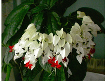 ������������ �������.jpg