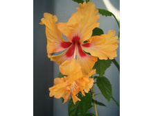 ������� �������.JPG